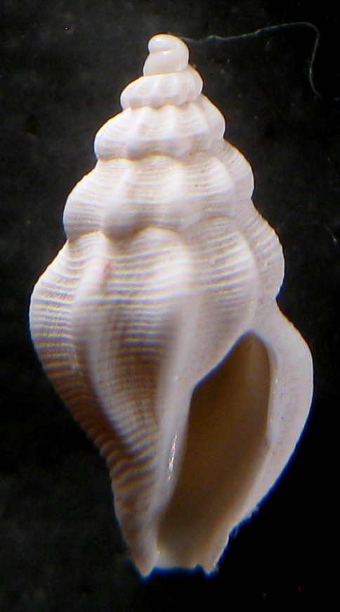 Bela o Haedropleura?